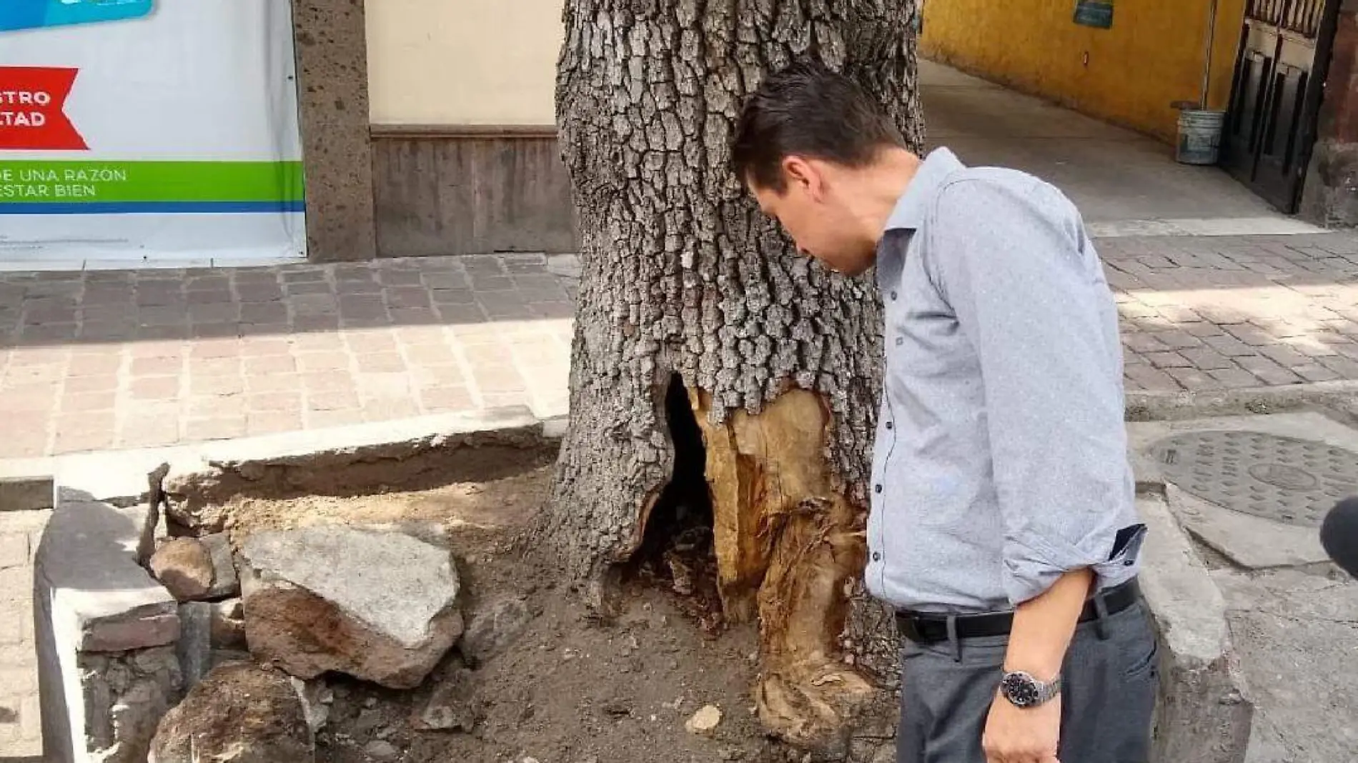 Plaga había afectado un gran porcentaje del tronco en la parte baja. Foto Dolores Martínez.